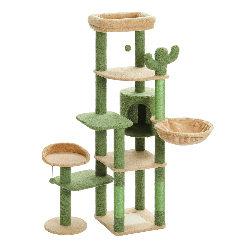 Arbre à chat | Veneris Cactus