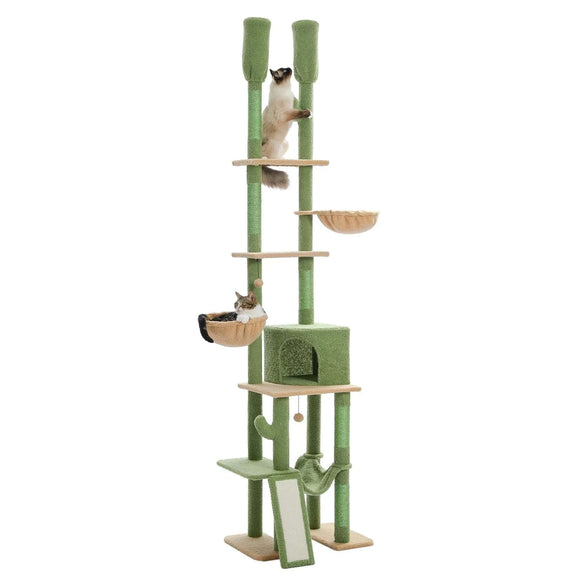 Arbre à chat | Colossia Cactus