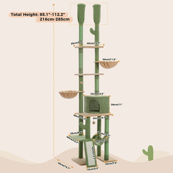 Arbre à chat | Colossia Cactus