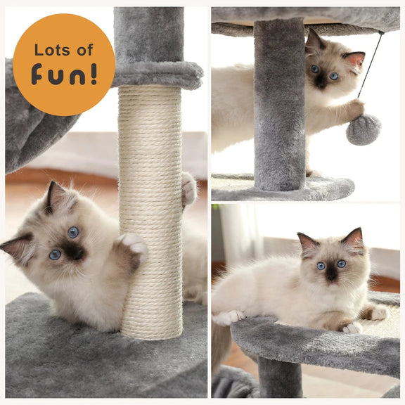 Arbre à chat | Pavonis Gris